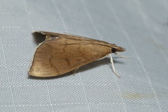Lamprophaia albifimbrialis