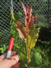 Salix pseudomonticola