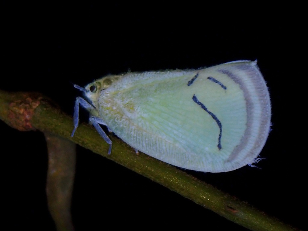 Cerynia albata