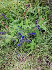 Salvia sagittata