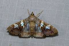 Glyphodes cosmarcha