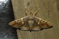 Glyphodes cosmarcha