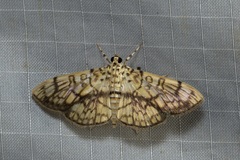 Haritalodes obliqualis