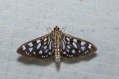 Pygospila bivittalis