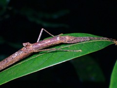 Planososibia subulussalama