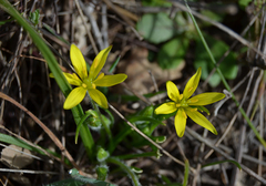 Gagea lutea