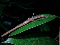 Planososibia subulussalama