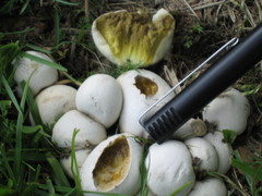 Lycoperdon radicatum