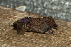 Catephia linteola