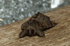 Catephia linteola