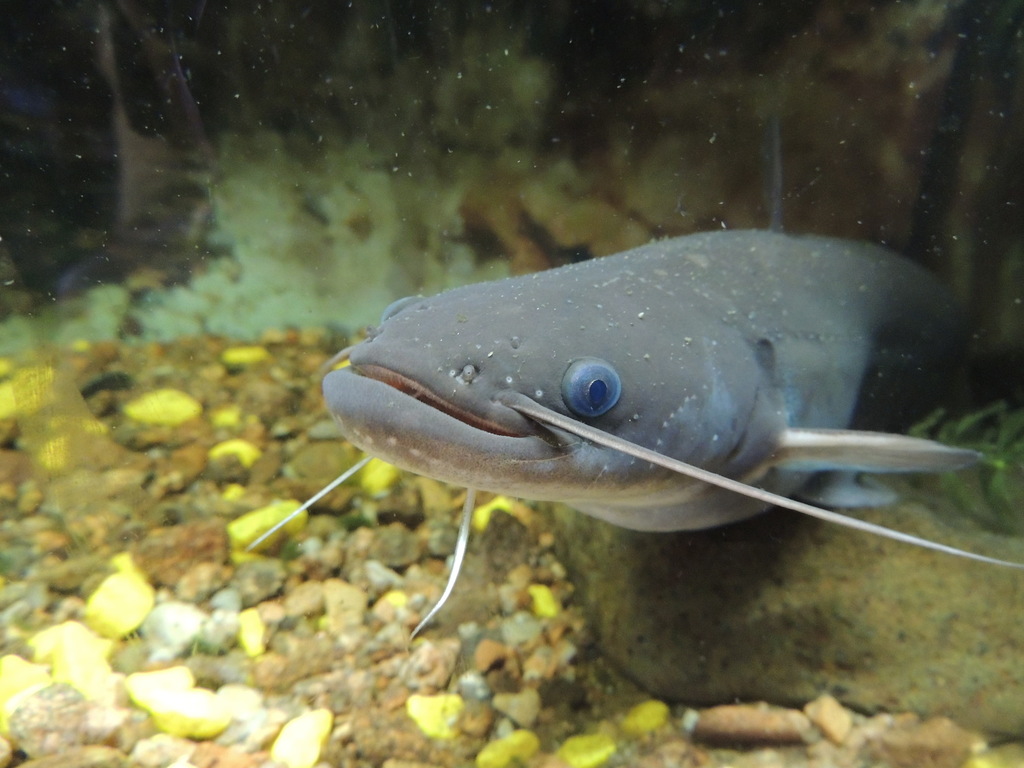 Amur Catfish