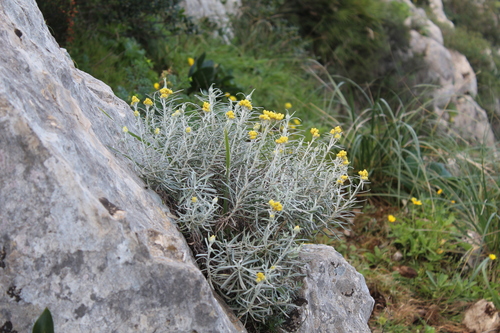 Image of Helichrysum pendulum by (c) Dyhia YOUSFI, some rights reserved (CC BY)