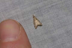 Glaucocharis dilatella