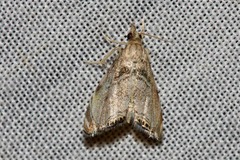 Glaucocharis dilatella