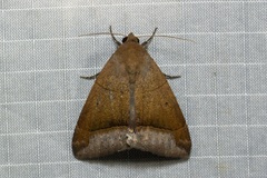 Bastilla hicanora