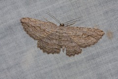 Scioglyptis loxographa