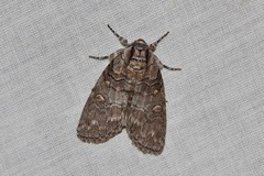 Discophlebia celaena