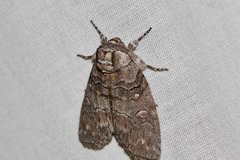Discophlebia celaena