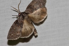 Discophlebia celaena