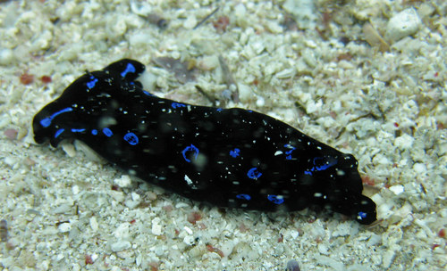 Blue-spotted Shield Slug