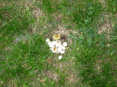 Lycoperdon radicatum