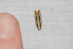 Ardozyga chionoprora