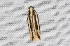 Ardozyga chionoprora