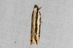 Ardozyga chionoprora