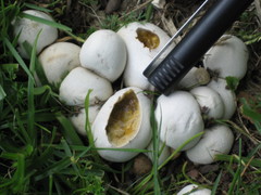 Lycoperdon radicatum