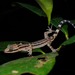 Four-striped Bent-toed Gecko - Photo (c) Albert Kang, some rights reserved (CC BY-NC), uploaded by Albert Kang