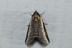 Lophoptera vittigera