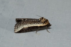 Lophoptera vittigera