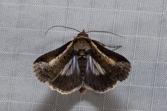 Lophoptera vittigera