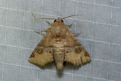 Targalla subocellata