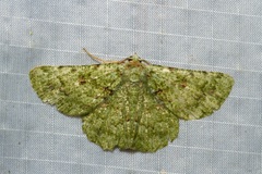 Aeolochroma viridicata