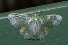 Eucyclodes fascinans