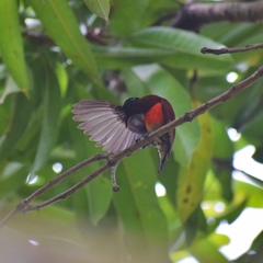 Leptocoma sperata