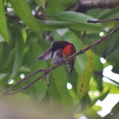 Leptocoma sperata