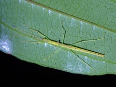 Lobonecroscia subflava