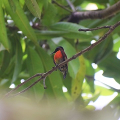 Leptocoma sperata