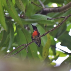 Leptocoma sperata