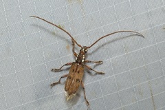 Strongylurus cretifer