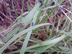 Condylostylus mundus