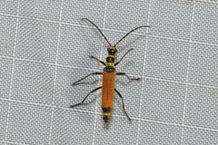 Chauliognathus atricornis