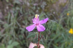 Monochaetum alpestre