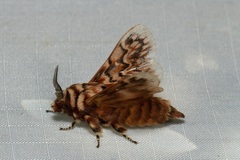 Pararguda diamphidia