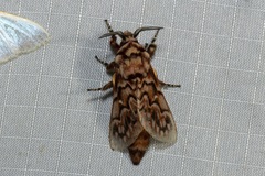 Pararguda diamphidia