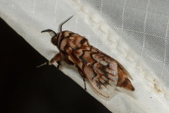 Pararguda diamphidia