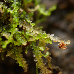 Fuscocephaloziopsis lunulifolia