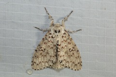 Lymantria nephrographa